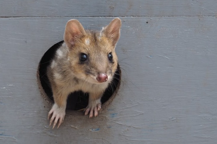 A young quoll pokes its head out of a circular hole in a timber nest box.