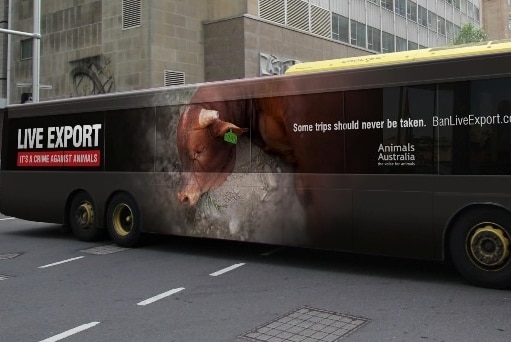 A bus driving through a city displays a bull in distress with the slogan live export; it's a crime against animals