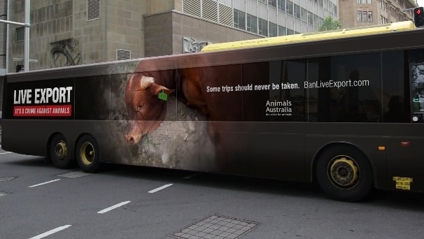 A bus driving through a city displays a bull in distress with the slogan live export; it's a crime against animals
