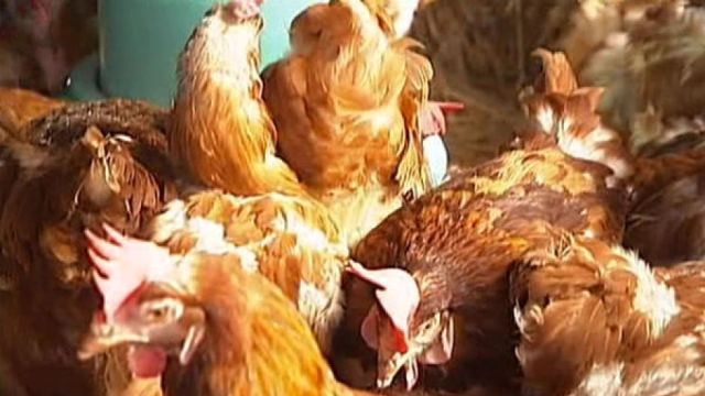 Biosecurity officials say chickens exposed to the H7 strain of avian influenza at a Maitland farm are being composted.