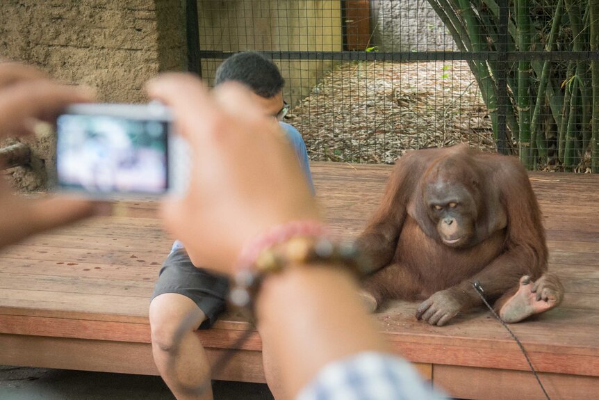 Seorang berfoto bersama orangutan