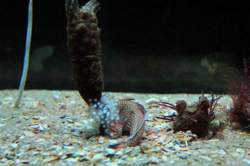 A spotted handfish guarding eggs