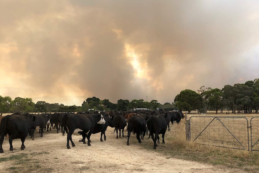 Cattle gather on a property east of Lucindale with smoke in the background