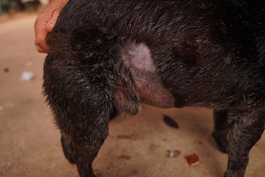 a dog with a patch of fur shaved near its leg