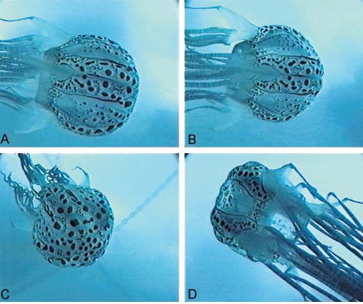 A small spotted jellyfish in blueish water