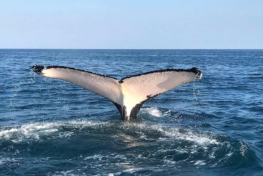Back view of a large whale's tail disappearing beneath a calm sea on a clear day