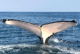 Back view of a large whale's tail disappearing beneath a calm sea on a clear day