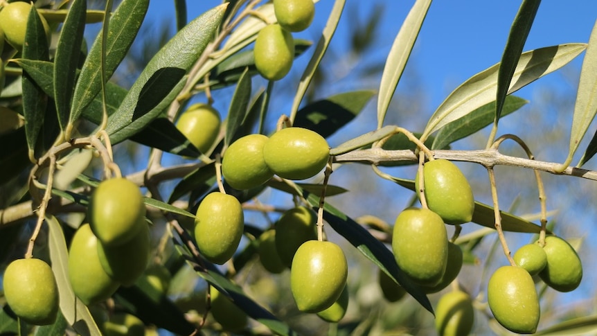 Green coloured olives on a tree at a grove in north Tasmania and ready for harvest