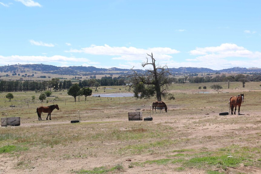 Three horses stand in a grassy field near Yass.