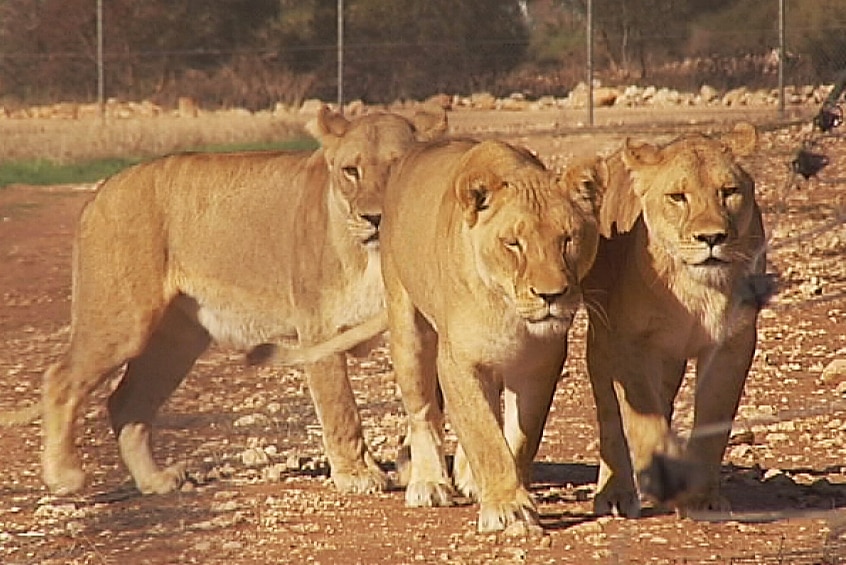 The other Monarto Zoo lions will be keen to meet the new arrivals