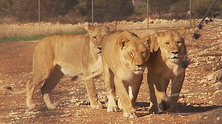 The other Monarto Zoo lions will be keen to meet the new arrivals