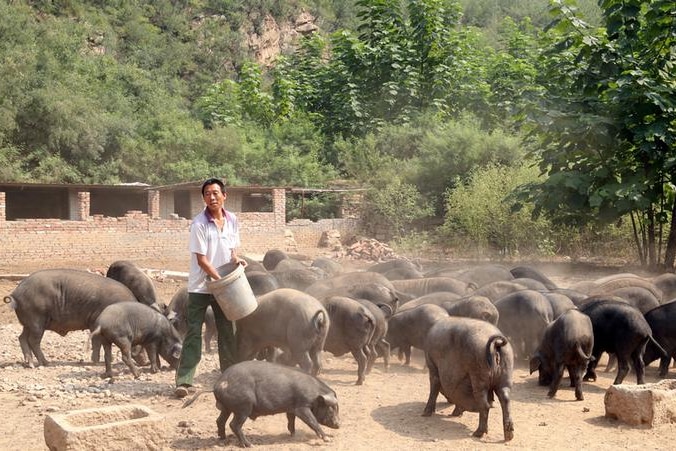 A worker feeding pigs in China.