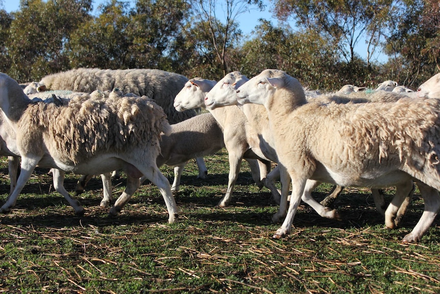 Sheep at Wickepin