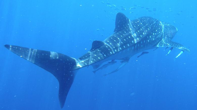 A $5 million application has been lodged to expand the Australian Shark and Ray Centre at Port Stephens.