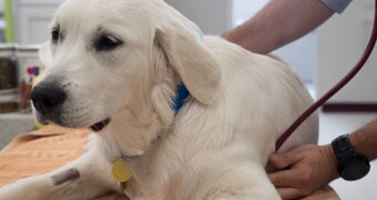 Dog at the vet