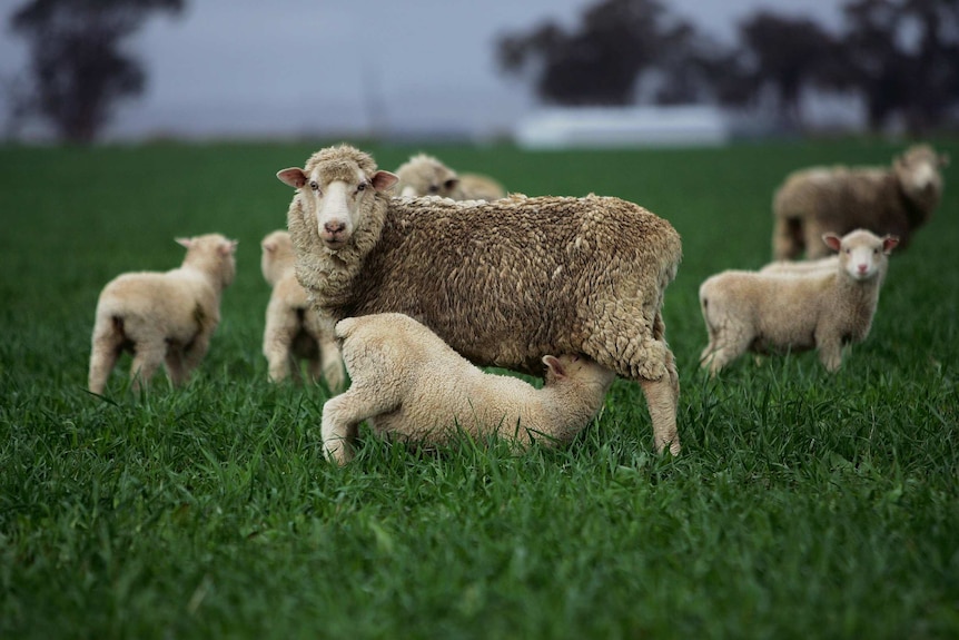 Sheep and lambs graze in a field
