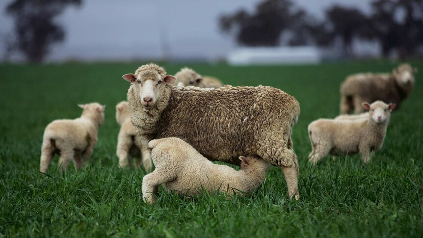 Sheep and lambs graze in a field