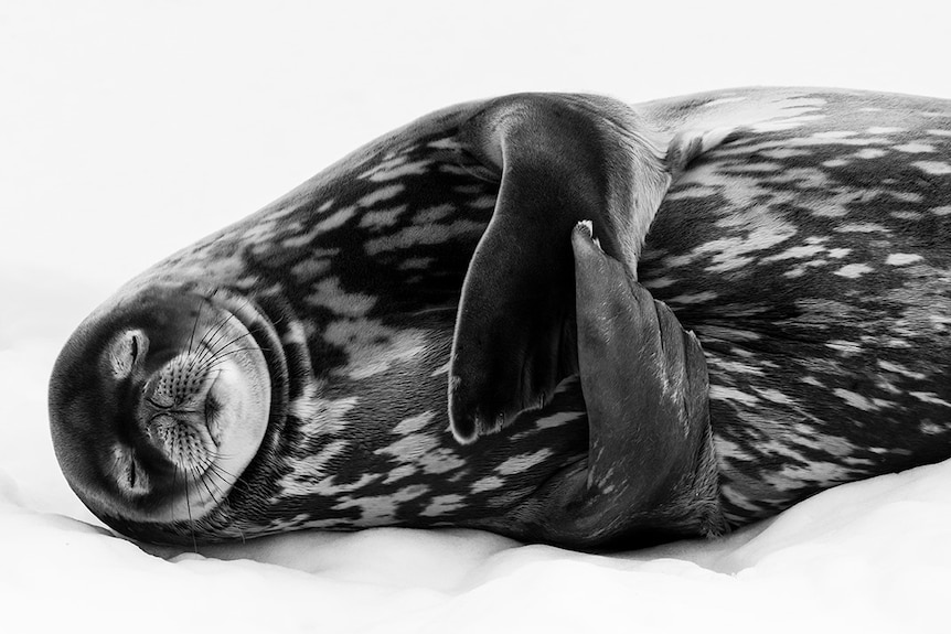 A black and white photograph of a Weddell seal sleeping, hugging itself with its flippers.