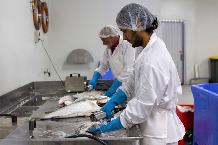 two men scaling fish.