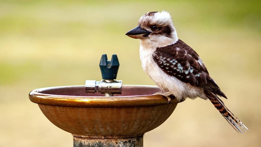 A kookaburra perches on the edge of a water fountain.
