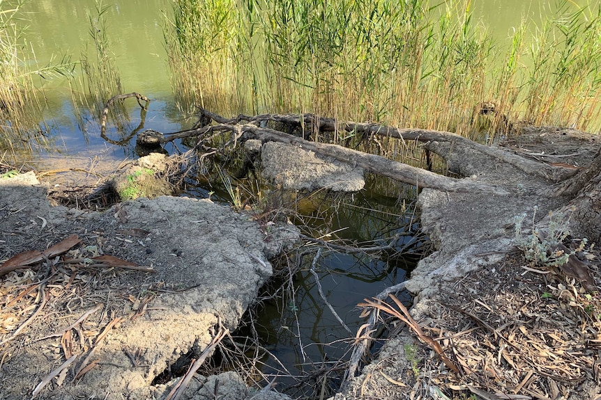 A photo of the river bank shows clumps of earth have fallen in and tree roots are exposed in the water due to erosion