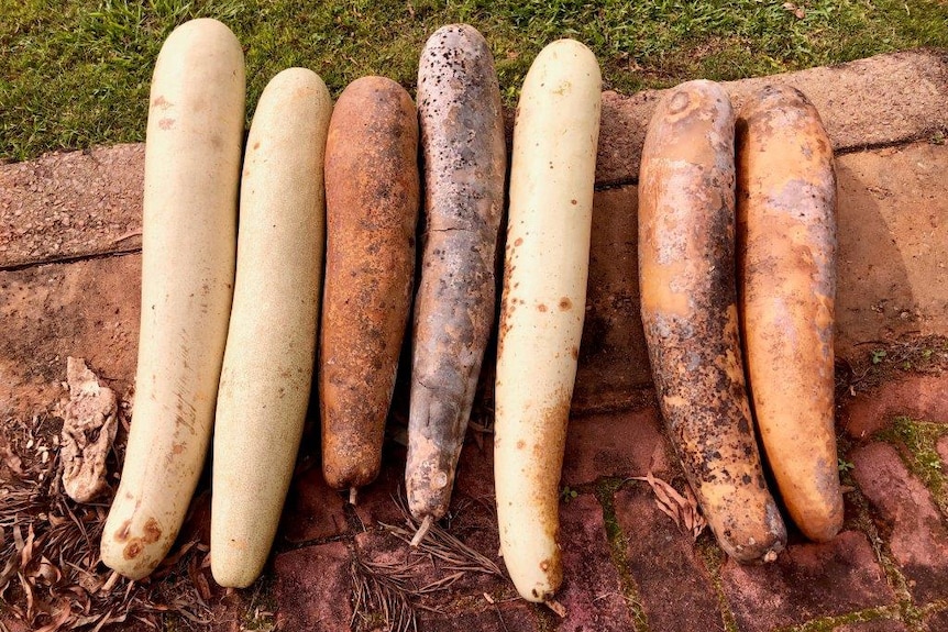 Big long gourds lying on the ground.