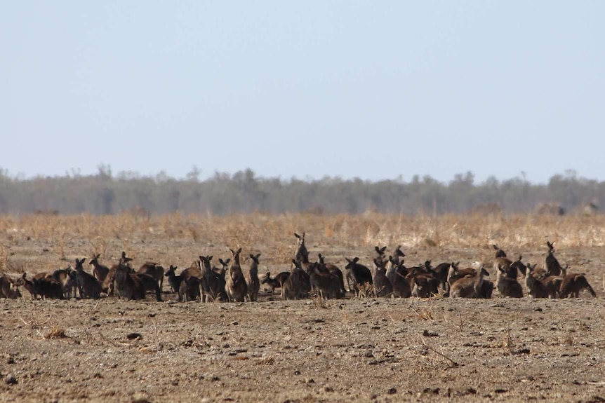 A large mob of kangaroos in the drought