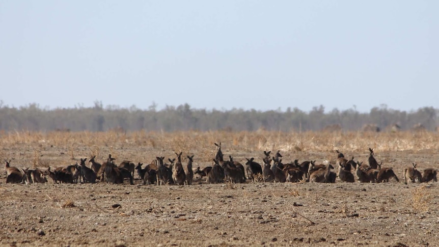A large mob of kangaroos in the drought