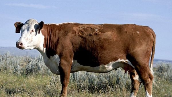 Hereford cow L1 Dominette 01449