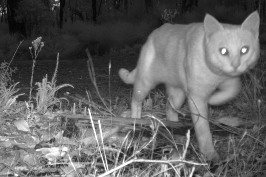 a black and white close-up picture of a feral cat taken by a motion sensor camera.