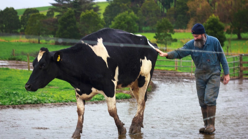 Victorian dairy farmer Ron Paynter, who supplies milk to New Zealand’s Fonterra, pictured with one of his cows.