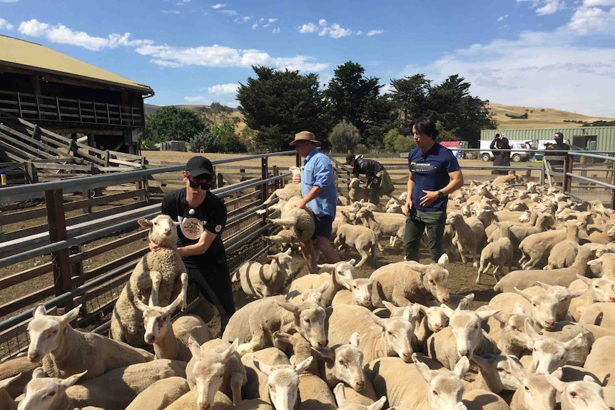 Eric Nam holds a sheep in Tasmania