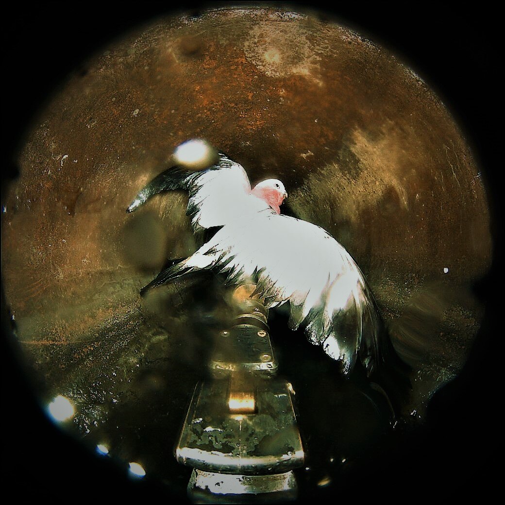 'You flamin' galah!' File under: one of the greatest rescues of all ...