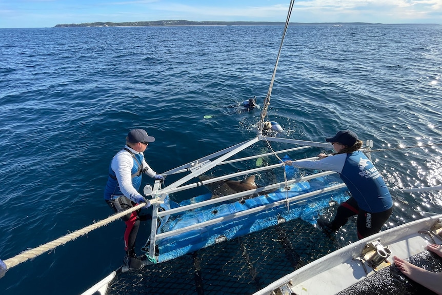 Two people lowering a tagged sharked into the ocean using a big cage.