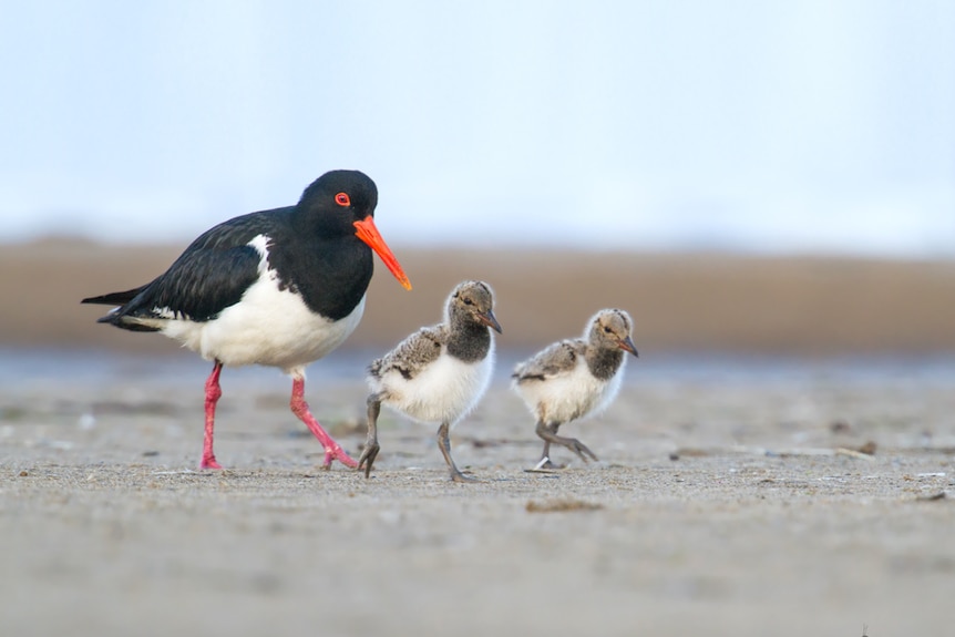 An oystercatcher bird with two chicks on a shoreline
