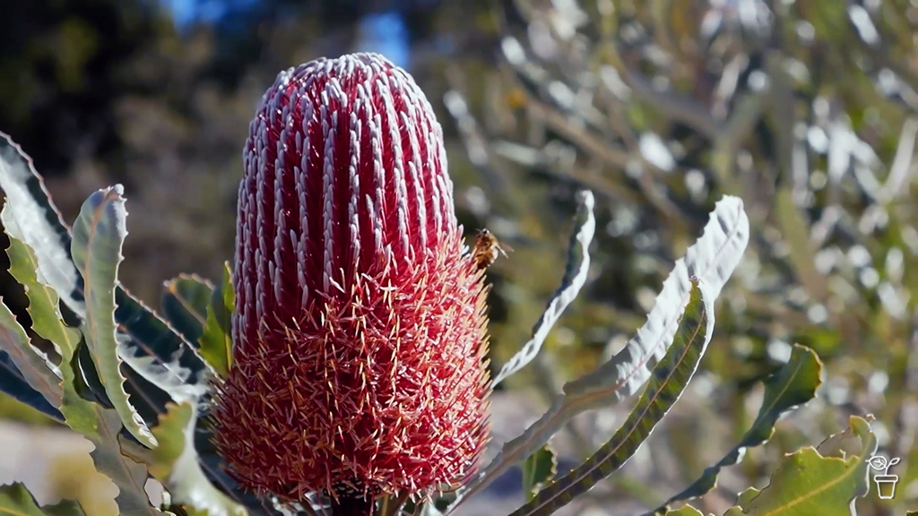 TLC for Natives TLC for Natives