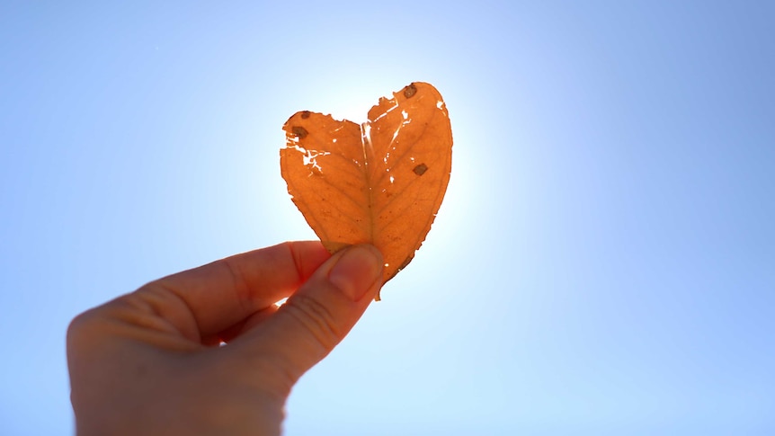 A heart shaped leaf held to the bluest sky.