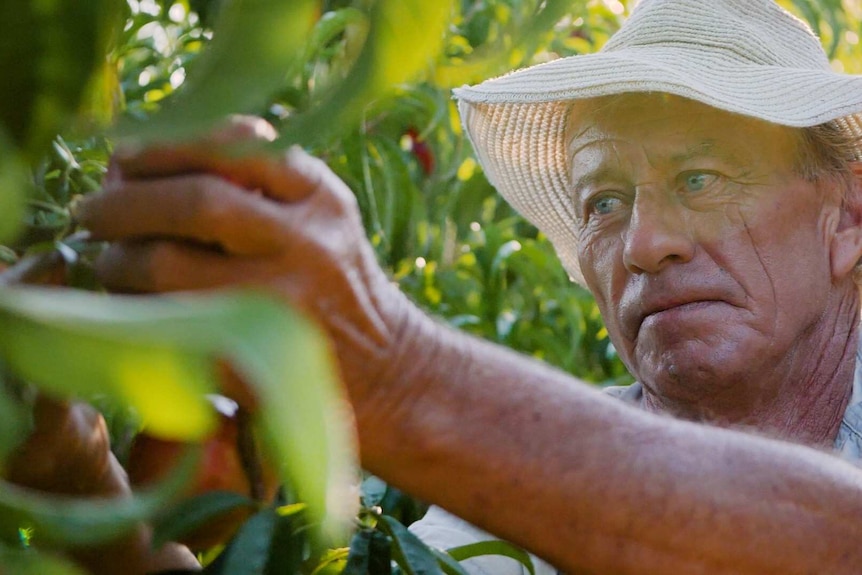 A close-up of a man picking fruit at sunset