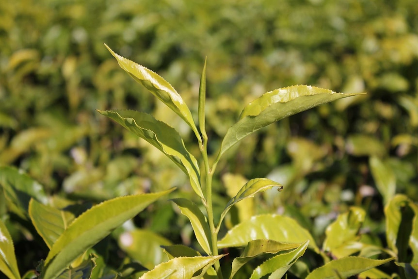 Tip of a tea plant.