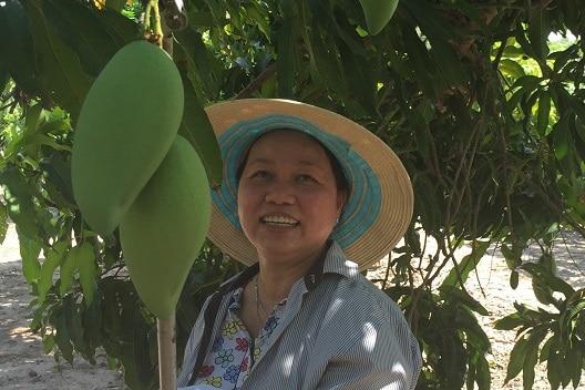 Vui Nguyen- Frank's wife is wearing a shade hat, collecting mango from their farm in Darwin.