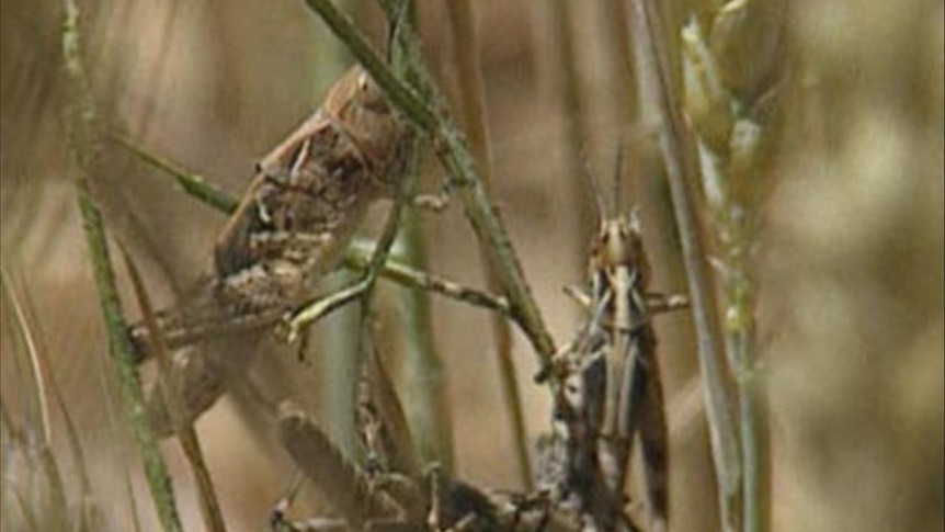 Mice have been seen eating locust eggs.