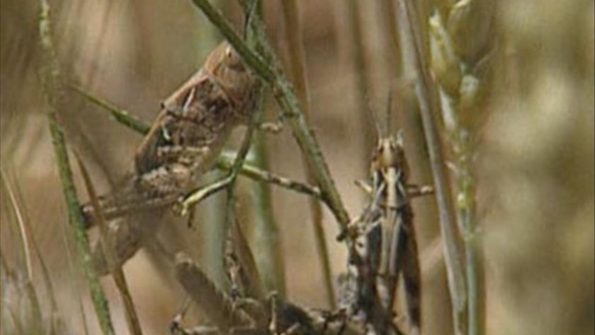 Locusts are expected to be flying in northern Victoria in the next two weeks with more than 200 conf