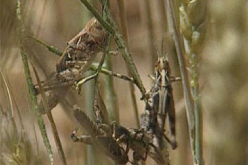 Locusts are expected to be flying in northern Victoria in the next two weeks with more than 200 conf