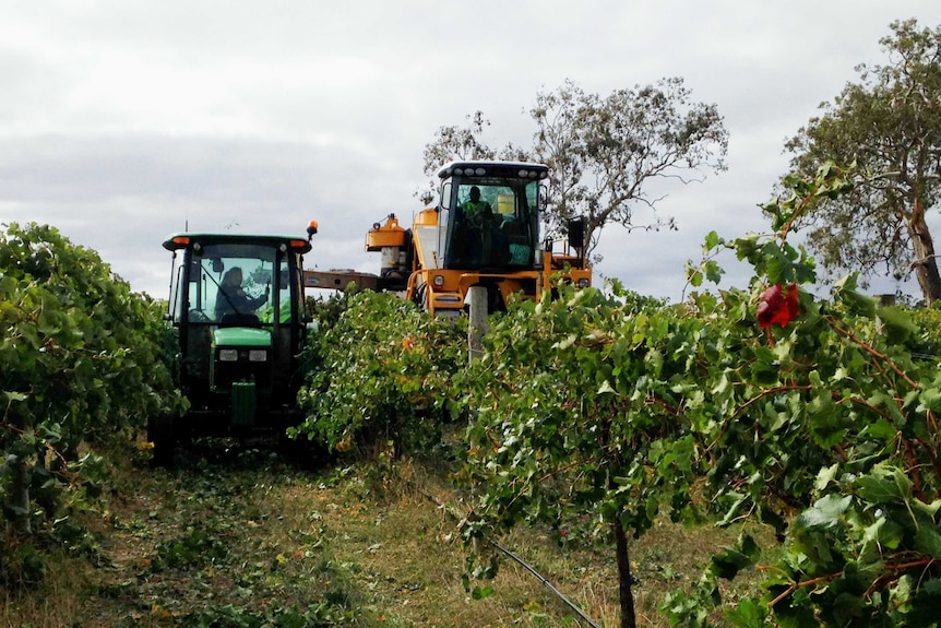 wine industry harvest