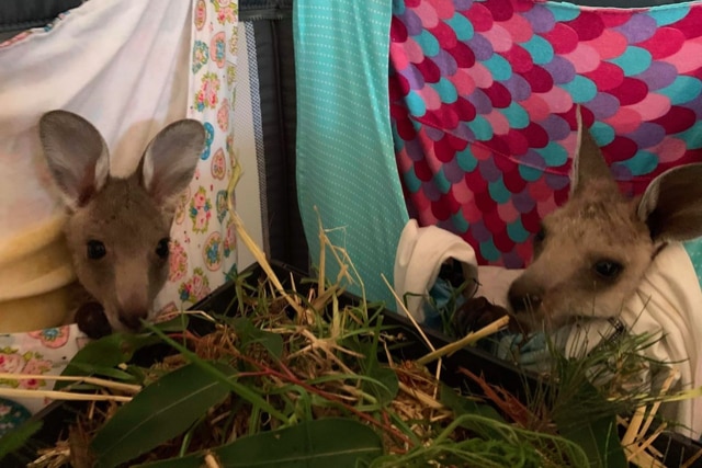 2 injured joeys wrapped in blankets.