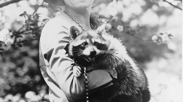 Grace Coolidge, pictured holding her pet raccoon Rebecca. She is wearing a chain that is also attached to a collar on Rebecca.