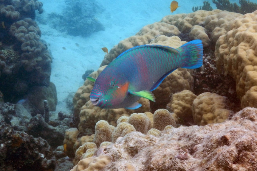Parrot fish are integral to the health of the reef