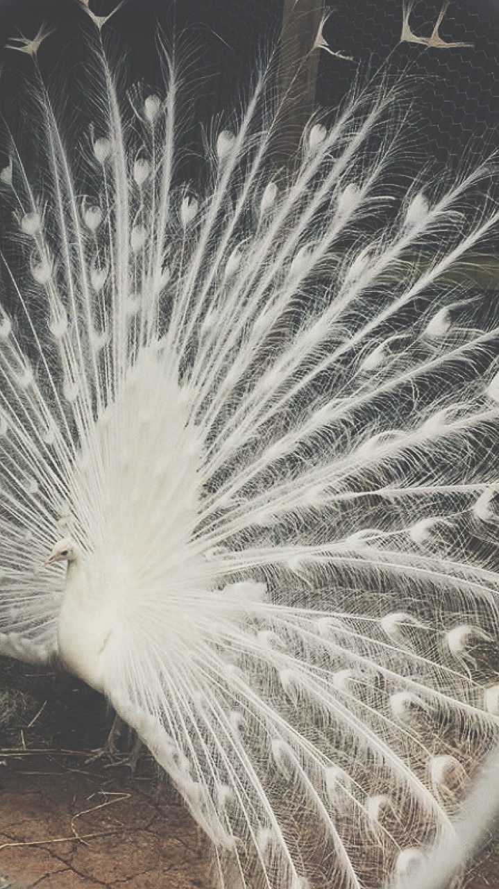 A white peacock fans its tail feathers.