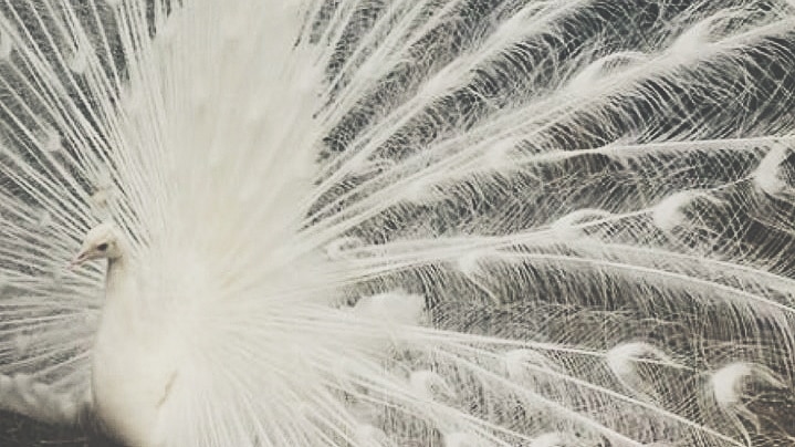 A white peacock fans its tail feathers.