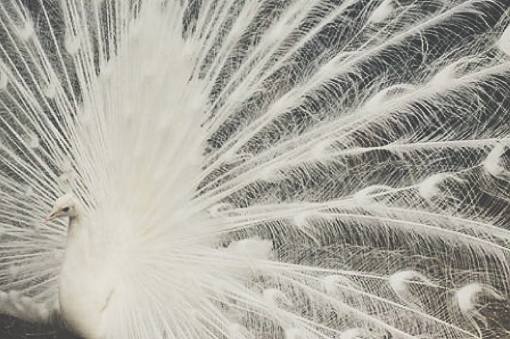A white peacock fans its tail feathers.